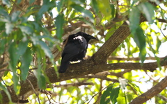 Corvus nasicus