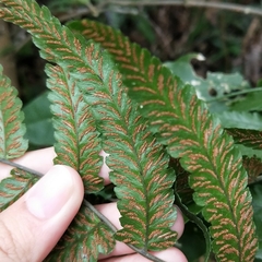Diplazium mettenianum