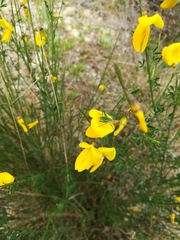 Odontura macphersoni