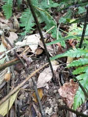 Diplazium mettenianum