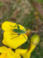 Odontura macphersoni