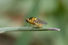 Thaumatomyia notata