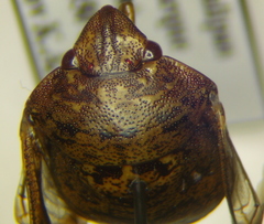 Diolcus chrysorrhoeus