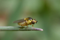 Thaumatomyia notata