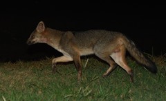 Crab-Eating Fox photo 5