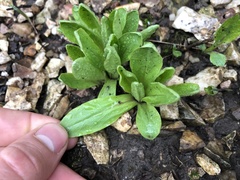 Primula meadia