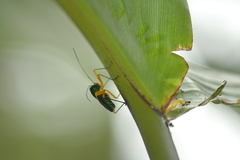 Paryphes