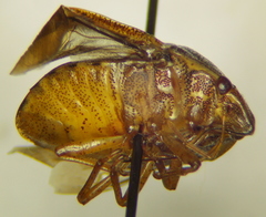 Diolcus chrysorrhoeus