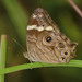 Common Treebrown - Photo (c) savita, some rights reserved (CC BY-NC), uploaded by savita