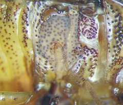 Diolcus chrysorrhoeus