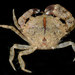 Atlantic Mud Crab - Photo (c) smithsonian_marinegeo, some rights reserved (CC BY-NC-SA), uploaded by smithsonian_marinegeo