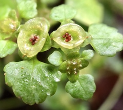 Chrysosplenium formosanum
