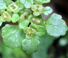 Chrysosplenium formosanum