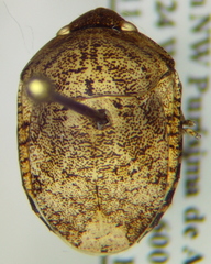 Symphylus