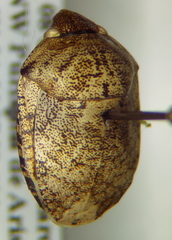 Symphylus