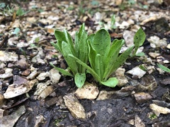 Primula meadia