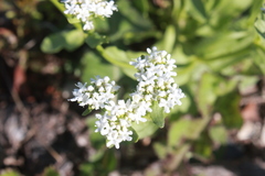 Valerianella amarella