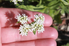 Valerianella amarella