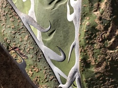 Agave horrida horrida