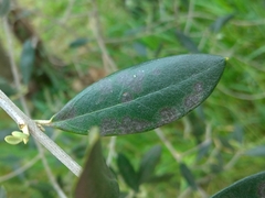 Venturia oleaginea