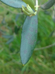 Venturia oleaginea