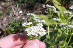 Valerianella amarella