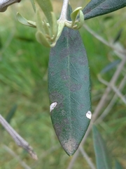 Venturia oleaginea