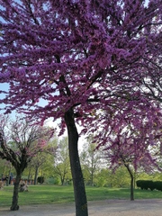 Cercis siliquastrum