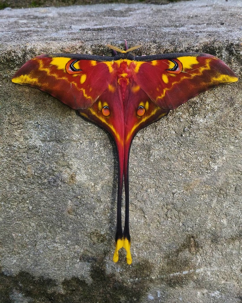 Sulawesi Moon Moth