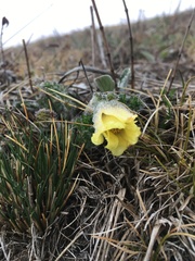Pulsatilla albana