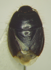 Rhytidoporus