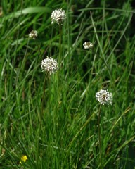 Plantago argentea