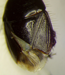 Rhytidoporus