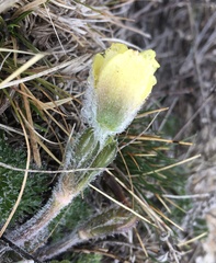 Pulsatilla albana