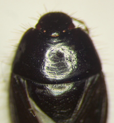 Rhytidoporus