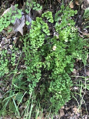 Adiantum jordanii