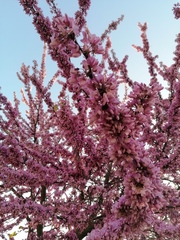 Cercis siliquastrum