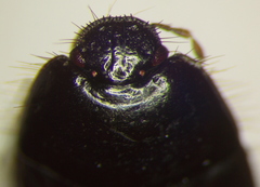 Rhytidoporus