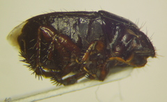 Rhytidoporus