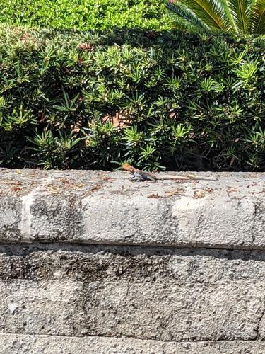 Peters's Rock Agama, Historic District, St. Augustine, FL 32084, USA, photo 7 of 10