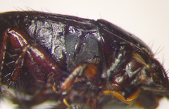 Rhytidoporus