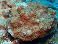Acroporidae