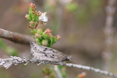 Neofaculta ericetella
