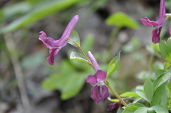 Corydalis caucasica