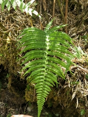 Athyrium oppositipennum