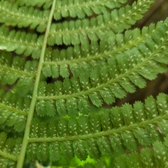 Athyrium oppositipennum