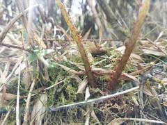 Athyrium oppositipennum