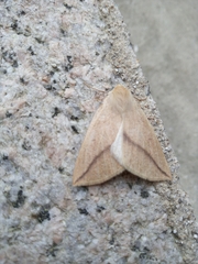 Descoreba simplex