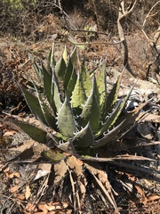 Agave horrida horrida