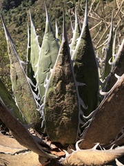 Agave horrida horrida